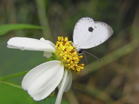 リュウキュウウラボシシジミ リュウキュウウラボシシジミ