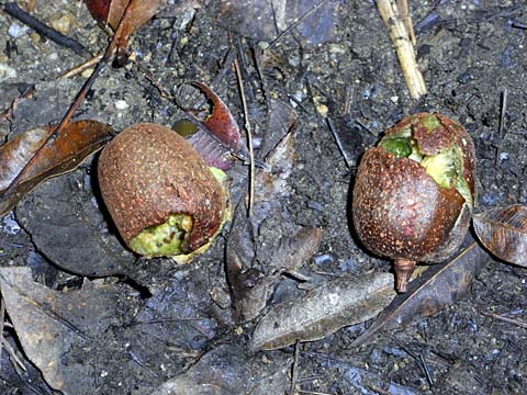 ナシカズラ実 ナシカズラ実