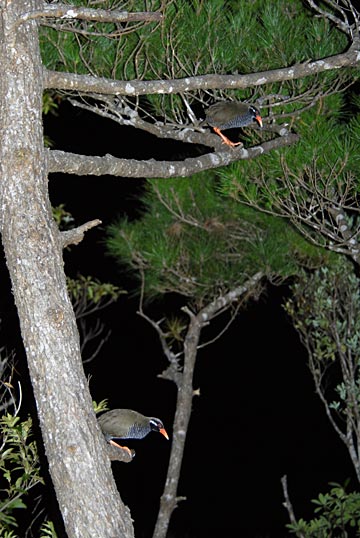 ヤンバルクイナ ヤンバルクイナ