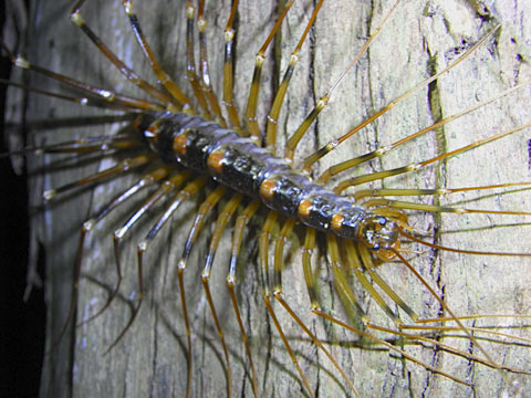 オオゲジ オオゲジ