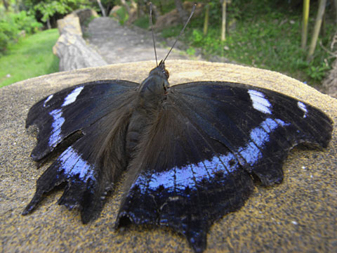 ルリタテハ ルリタテハ