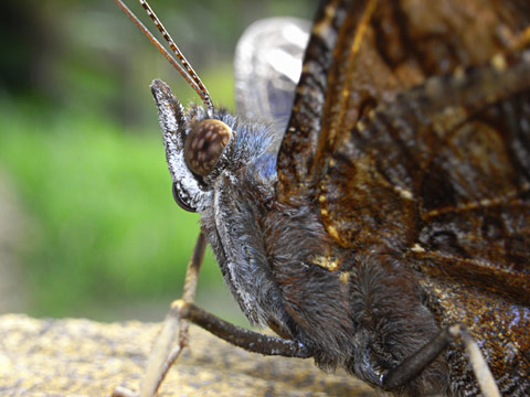 ルリタテハ ルリタテハ