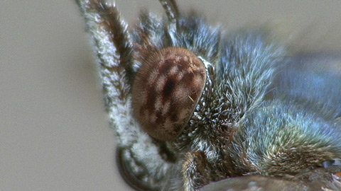 ルリタテハ ルリタテハ