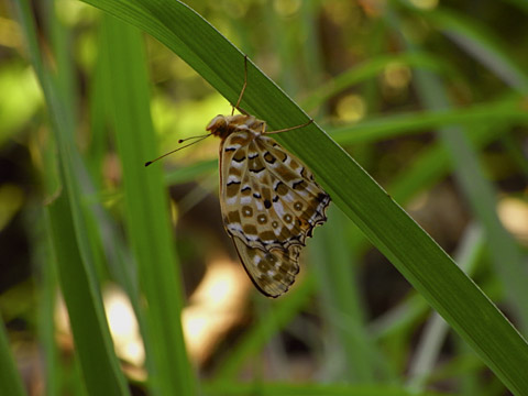 ツマグロヒョウモン ツマグロヒョウモン