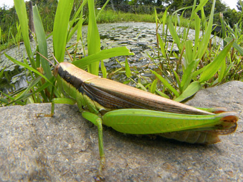 タイワンハネナガイナゴ タイワンハネナガイナゴ