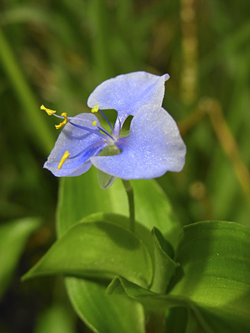 シマツユクサ シマツユクサ