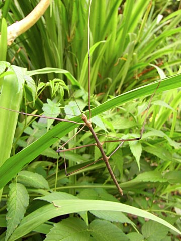 エダナナフシの一種 エダナナフシの一種