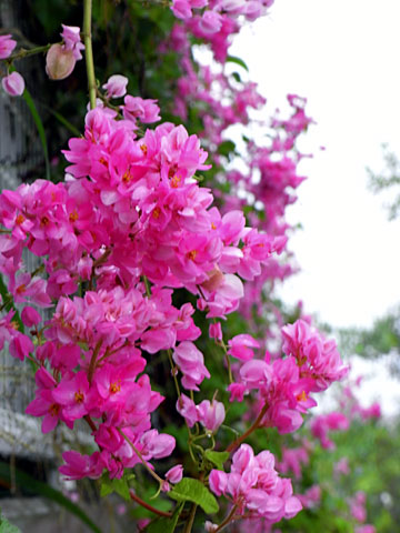 ニトベカズラ ニトベカズラ