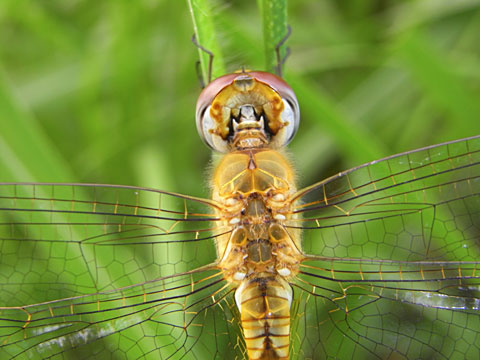 ウスバキトンボ ウスバキトンボ