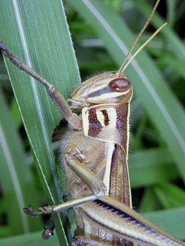 ツチイナゴ ツチイナゴ