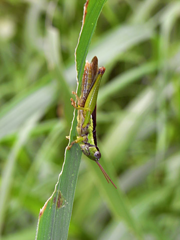 タイワンハネナガイナゴ タイワンハネナガイナゴ
