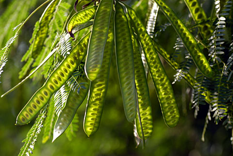 ギンネム ギンネム