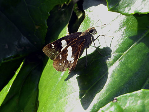 クロセセリ クロセセリ