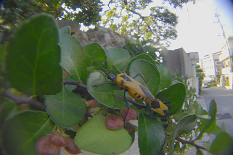 フタスジハリカメムシ フタスジハリカメムシ