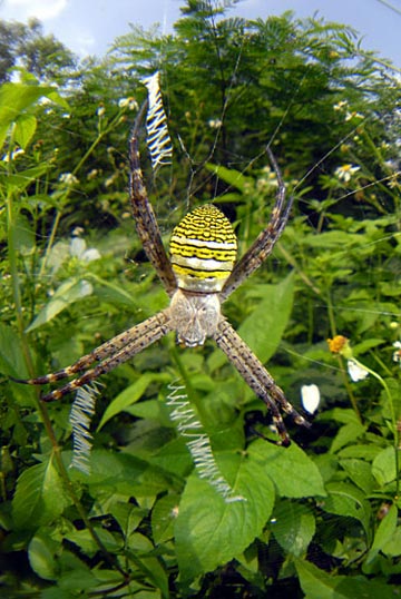 ナガマルコガネグモ ナガマルコガネグモ