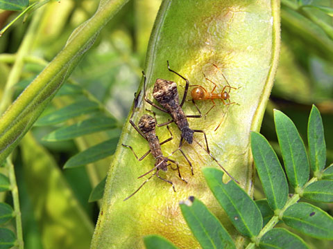 ホソヘリカメムシ幼虫 ホソヘリカメムシ幼虫