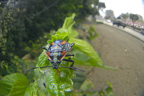 キシモフリクチブトカメムシ幼虫 キシモフリクチブトカメムシ幼虫