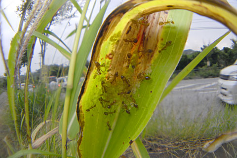 アシナガキアリ アシナガキアリ