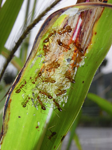 アシナガキアリ アシナガキアリ