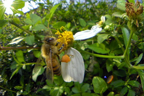 セイヨウミツバチ セイヨウミツバチ