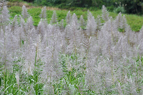 サトウキビ花穂 サトウキビ花穂