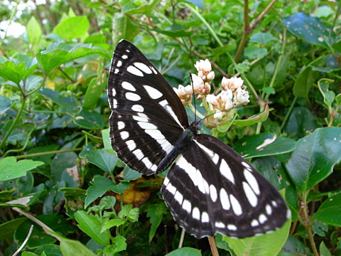 リュウキュウミスジ リュウキュウミスジ