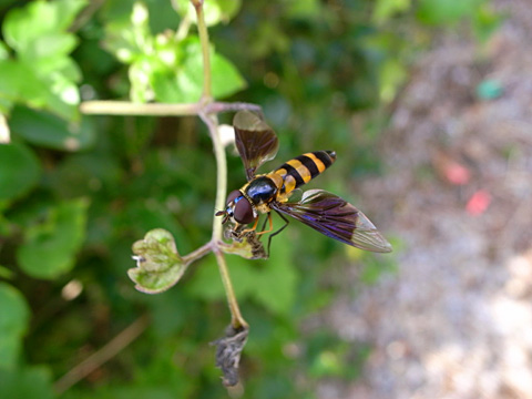 ヒラタアブの一種 ヒラタアブの一種