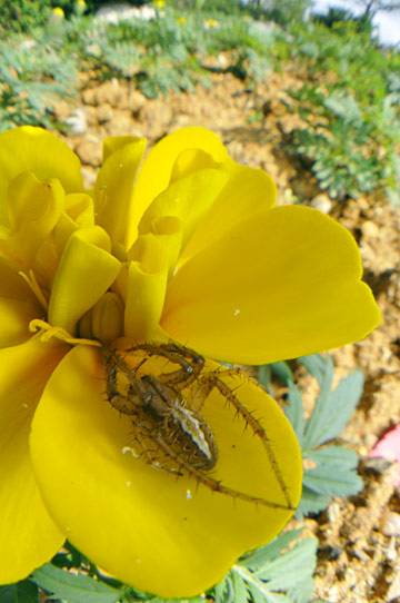 ホシスジオニグモ ホシスジオニグモ