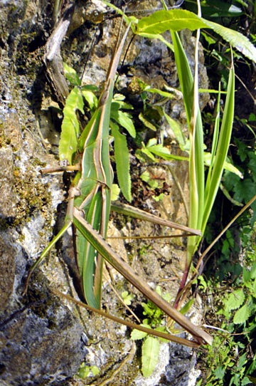 ショウリョウバッタ ショウリョウバッタ