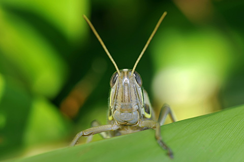 ツチイナゴ ツチイナゴ