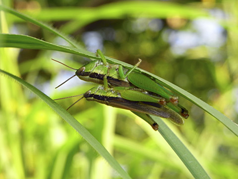 タイワンハネナガイナゴ タイワンハネナガイナゴ