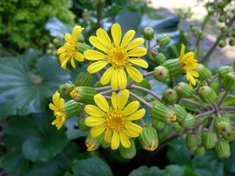 ツワブキ ツワブキ