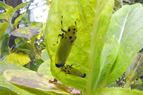 ツマグロオオヨコバイ ツマグロオオヨコバイ