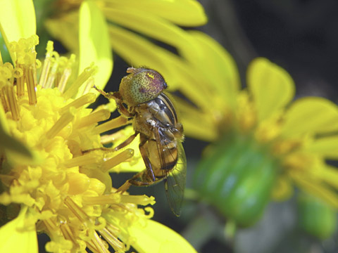 ミナミキゴシハナアブ ミナミキゴシハナアブ