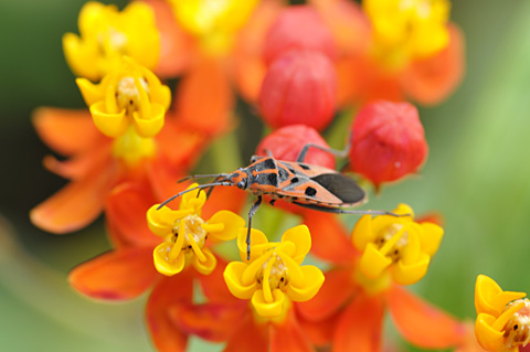 コマダラナガカメムシ コマダラナガカメムシ