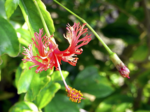 フウリンブッソウゲ フウリンブッソウゲ