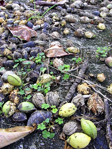 モモタマナの実 モモタマナの実