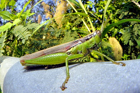 タイワンハネナガイナゴ タイワンハネナガイナゴ