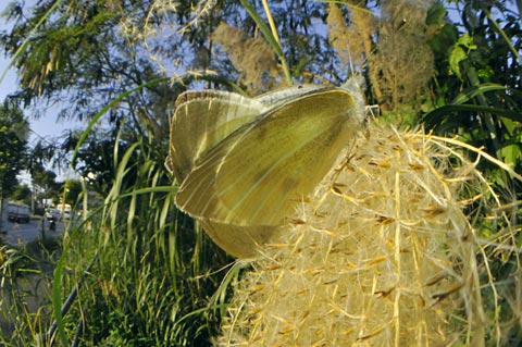 モンシロチョウ モンシロチョウ