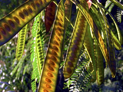 ギンネム ギンネム