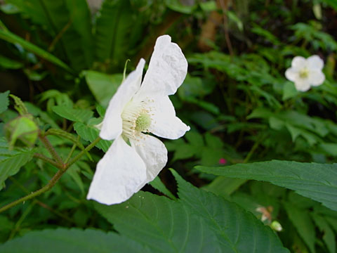 リュウキュウバライチゴ リュウキュウバライチゴ
