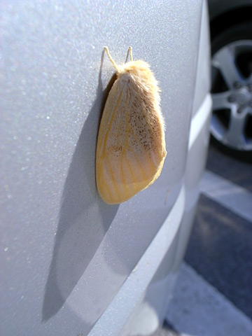 タイワンキドクガ タイワンキドクガ