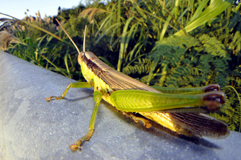 タイワンハネナガイナゴ タイワンハネナガイナゴ