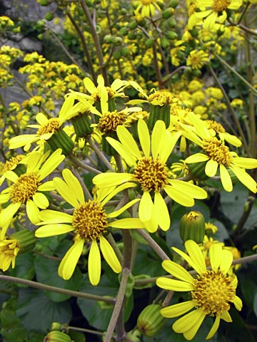 ツワブキ ツワブキ