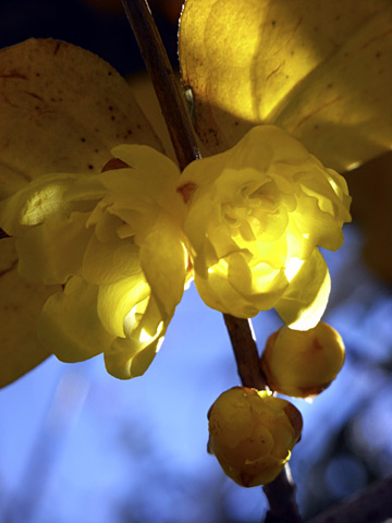 ソシンロウバイ