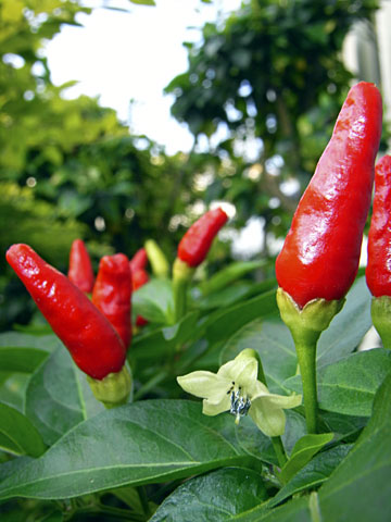 シマトウガラシ