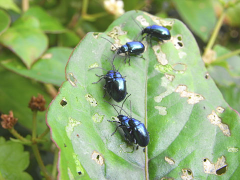 カミナリハムシ