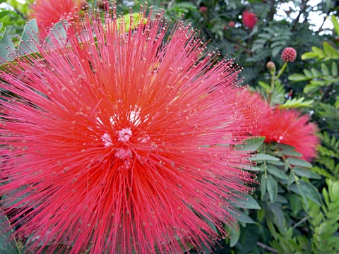 アカバナブラッシマメ