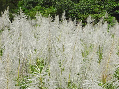 サトウキビ花穂