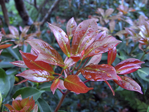 タブノキ芽生え